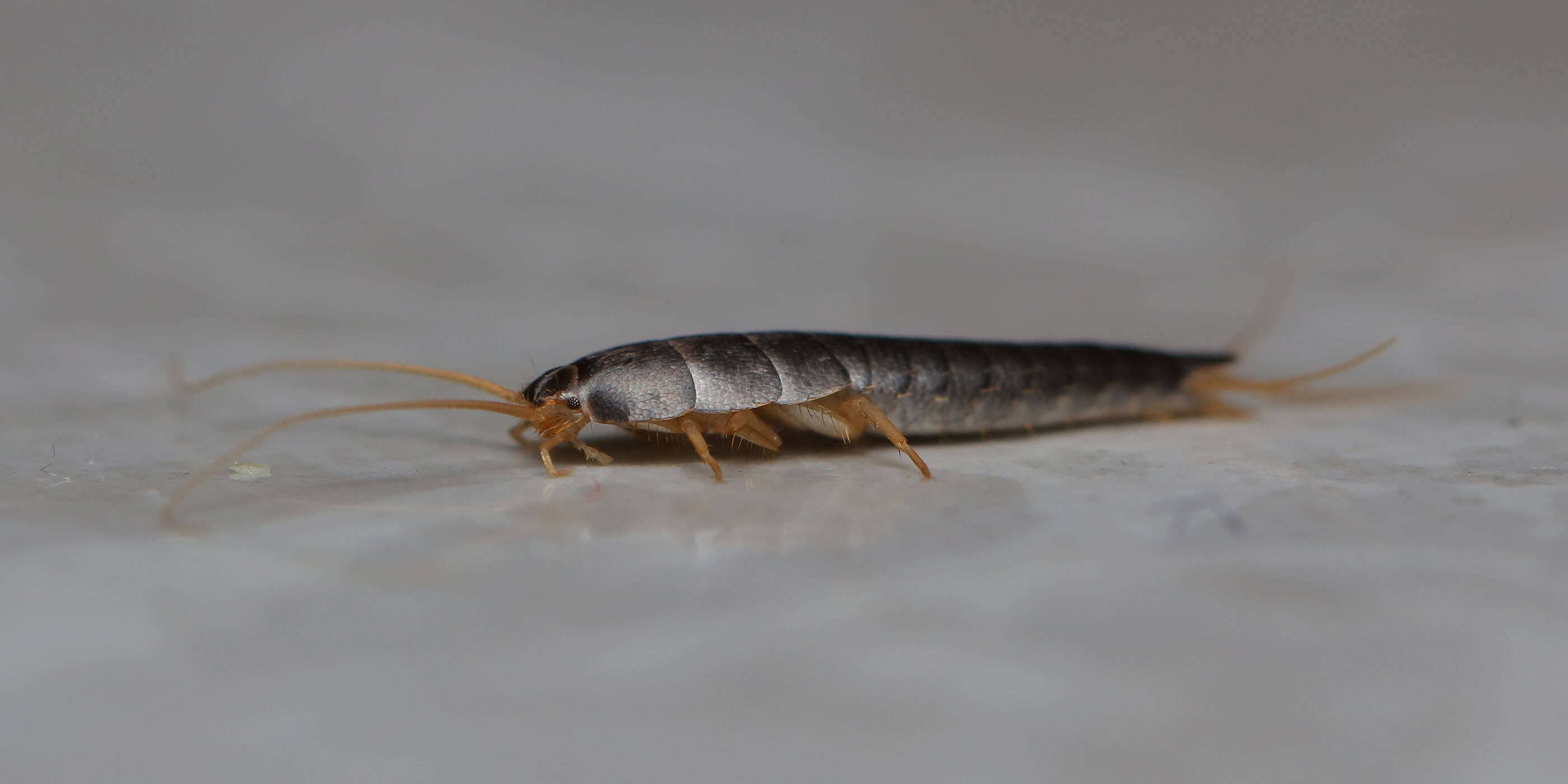 ARDAP Silberfischchen