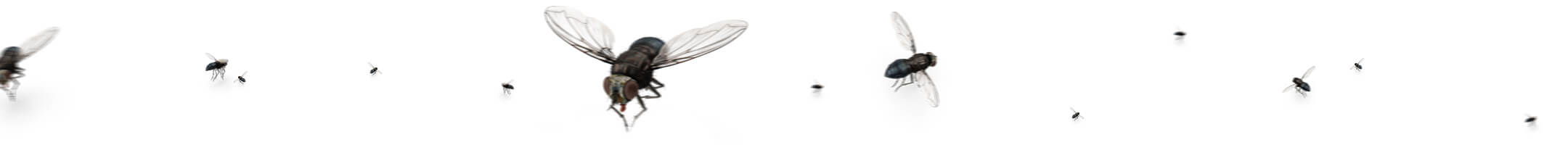 Fruchtfliegen verschiedener Größen auf weißem Hintergrund