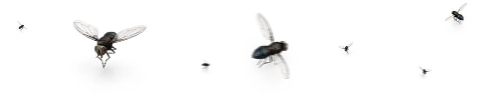 fliegende Essigfliegen verschiedene Größen