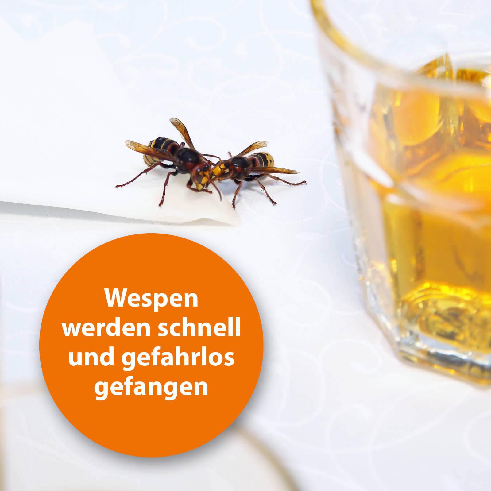 Wespe auf Esstisch mit der Schrift "Wespen werden schnell und gefahrlos gefangen"