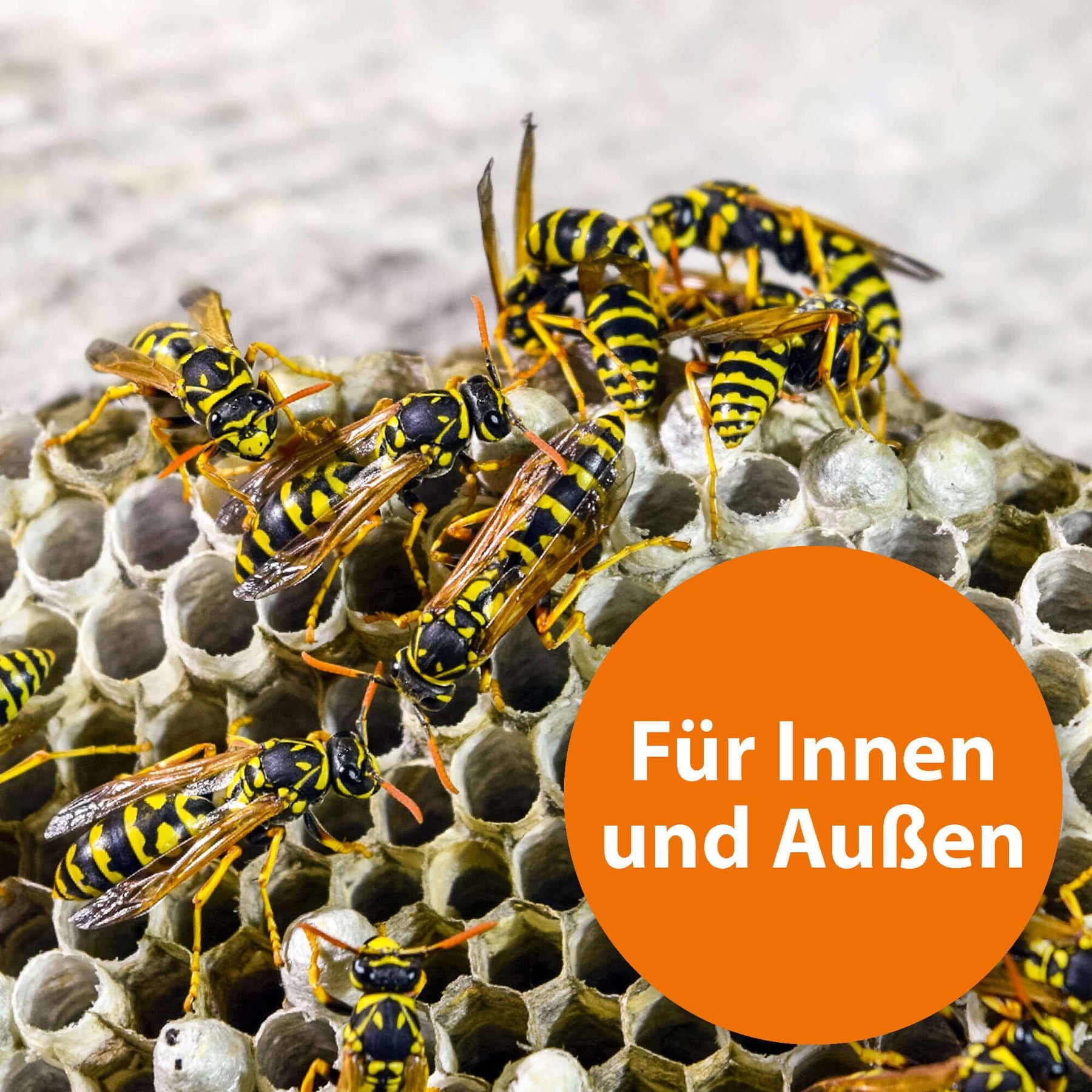Wespen mit der Schrift "Für Innen und Außen"