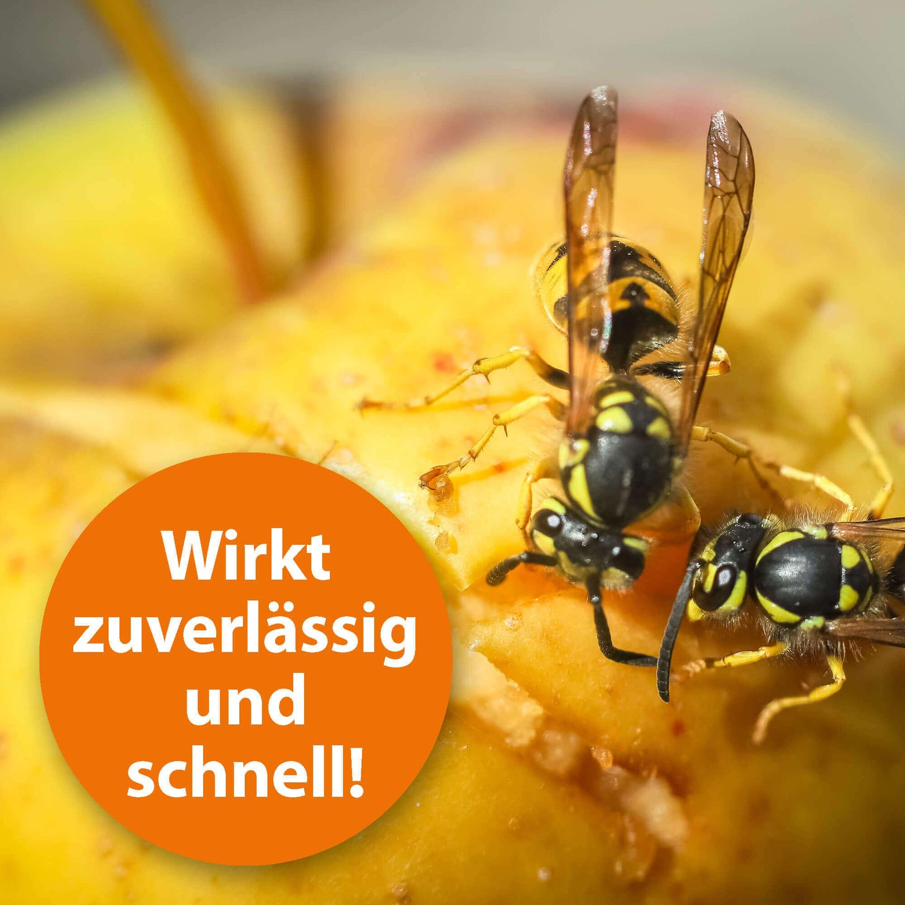 Wespen auf Apfel mit der Schrift "Wirkt zuverlässig und schnell"
