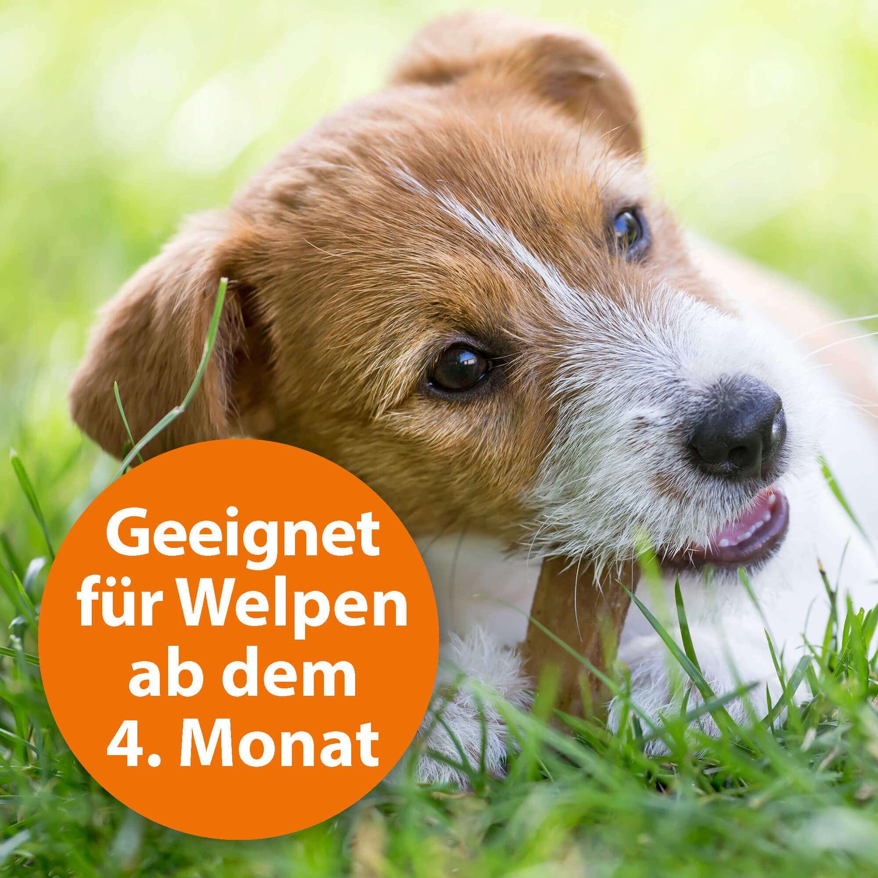 Kleiner Hund im Gras mit Knochen im Mund mit der Schrift "Geeignet für Welpen ab dem 4. Monat
