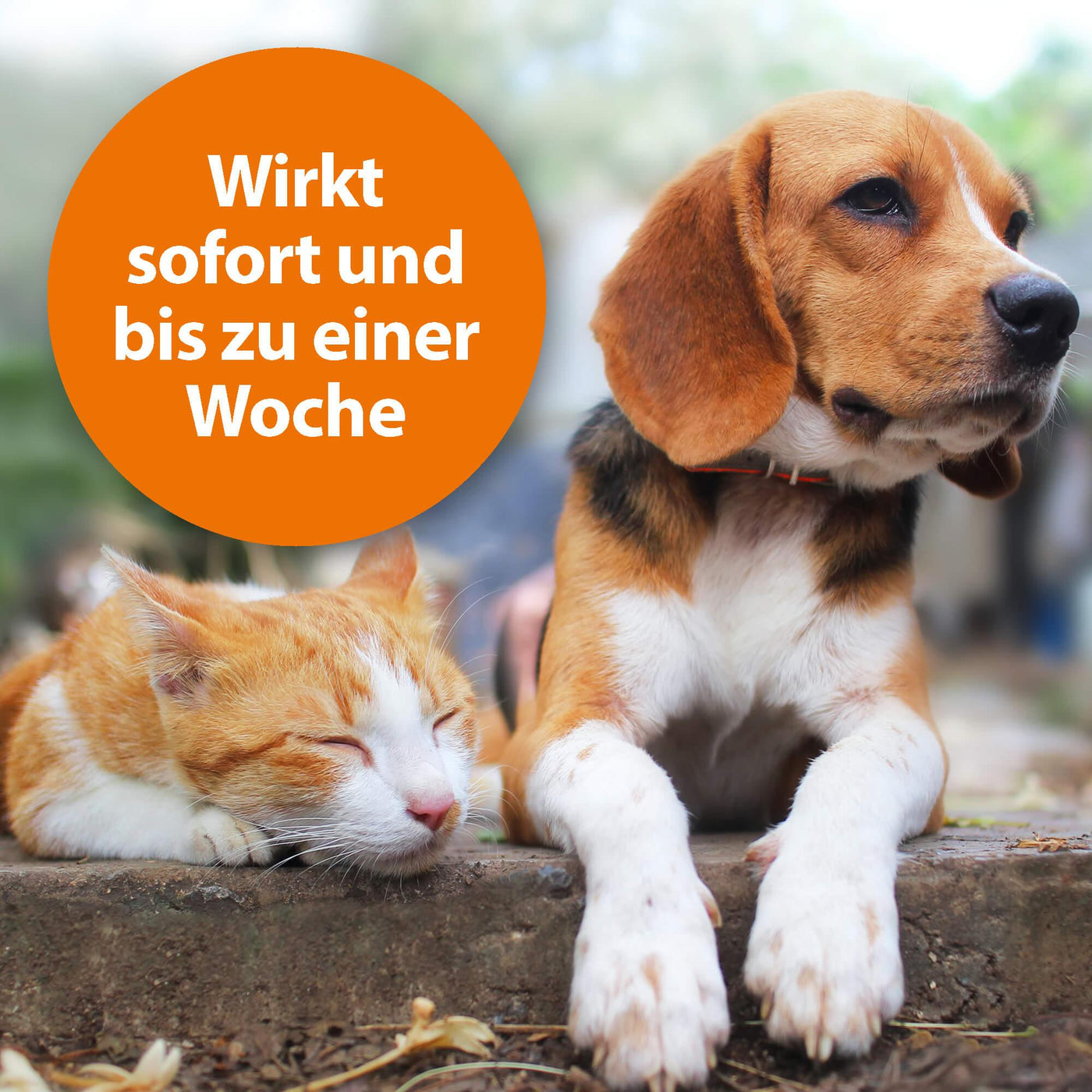 ARDAP Zecken- und Flohpuder wirkt sofort und bis zu einer Woche bei Hunden und Katzen