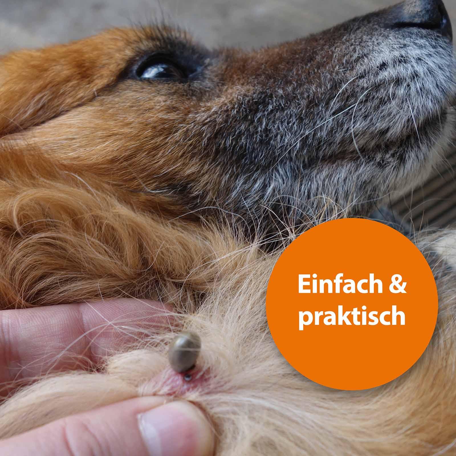 Hund mit Zecke im Fell mit der Schrift "Einfach und praktisch"