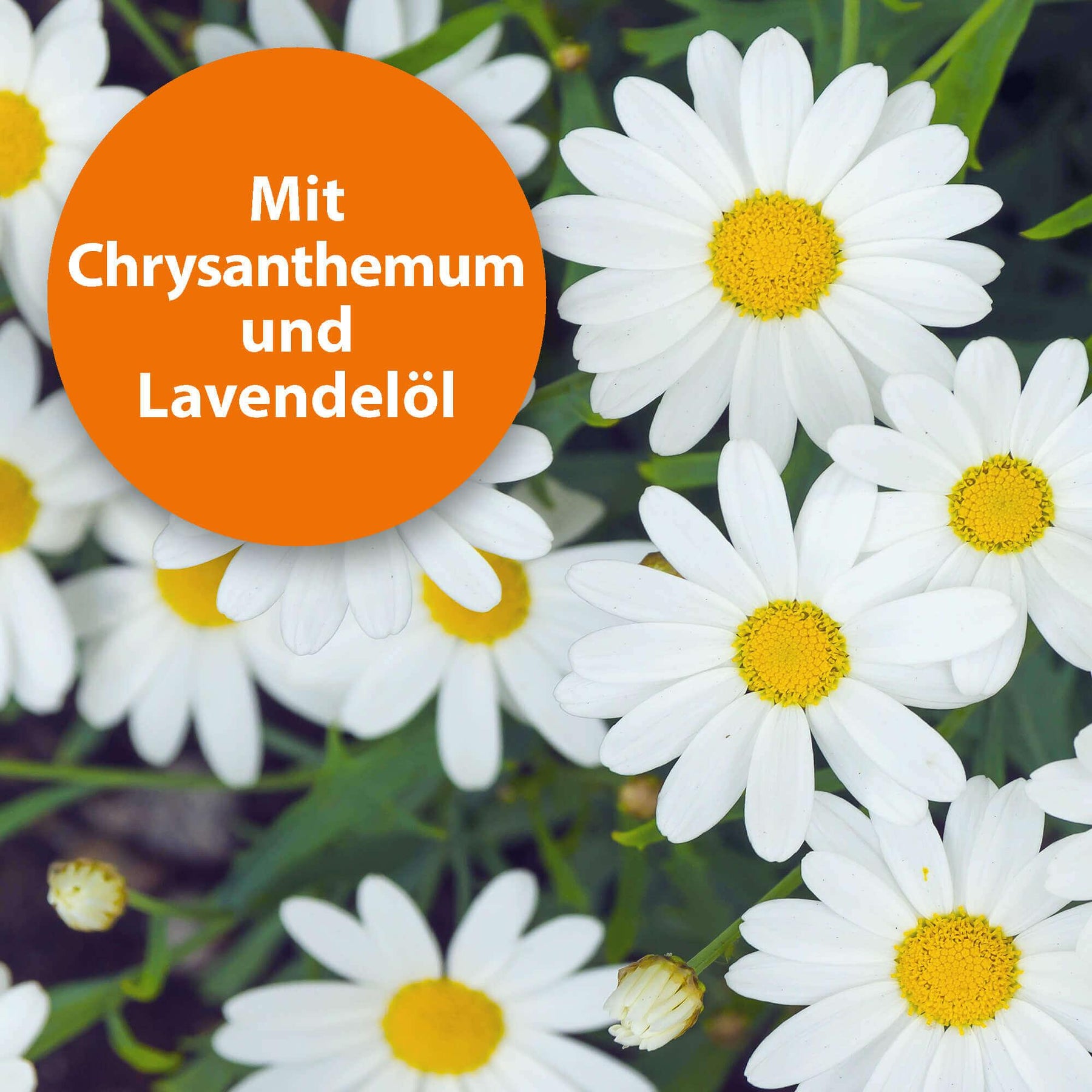 Blumen mit der Schrift "Mit Chrysanthemum und Lavendelöl"