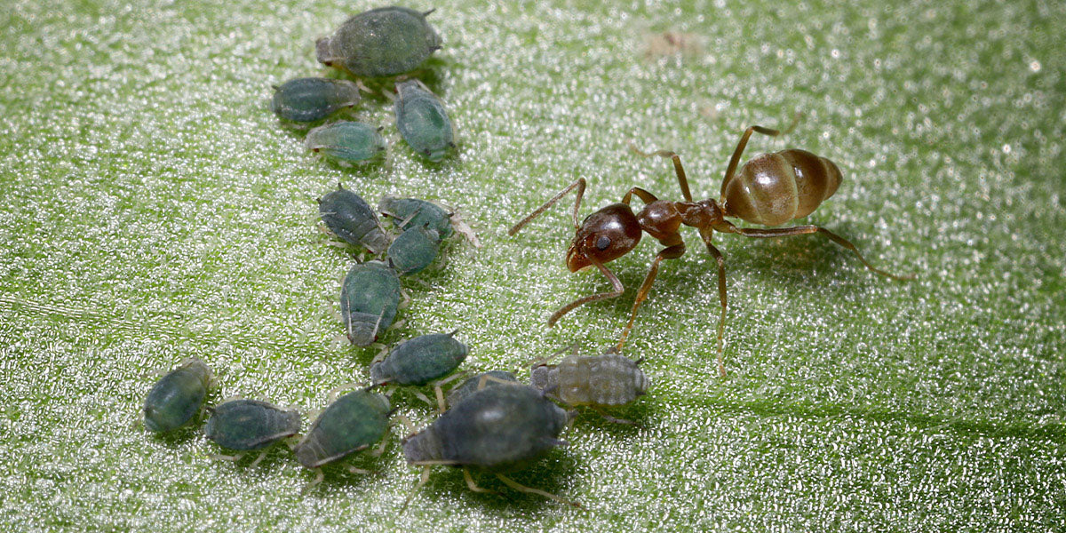 Argentinische Ameise