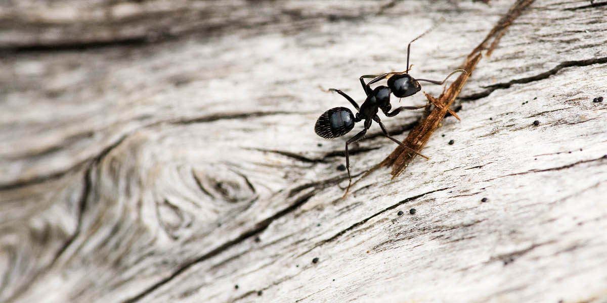 Holzzerstörende Ameisen