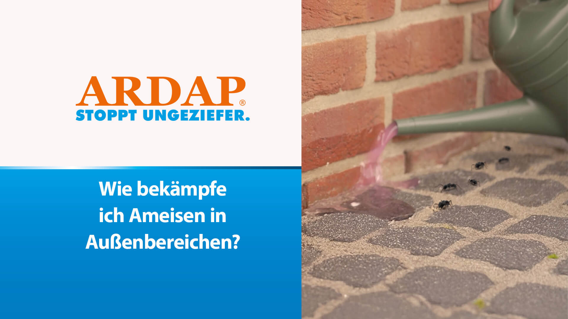 Gießkanne verteilt Ameisenmittel in Fugen - Wie bekämpfe ich Ameisen in Außenbereichen?
