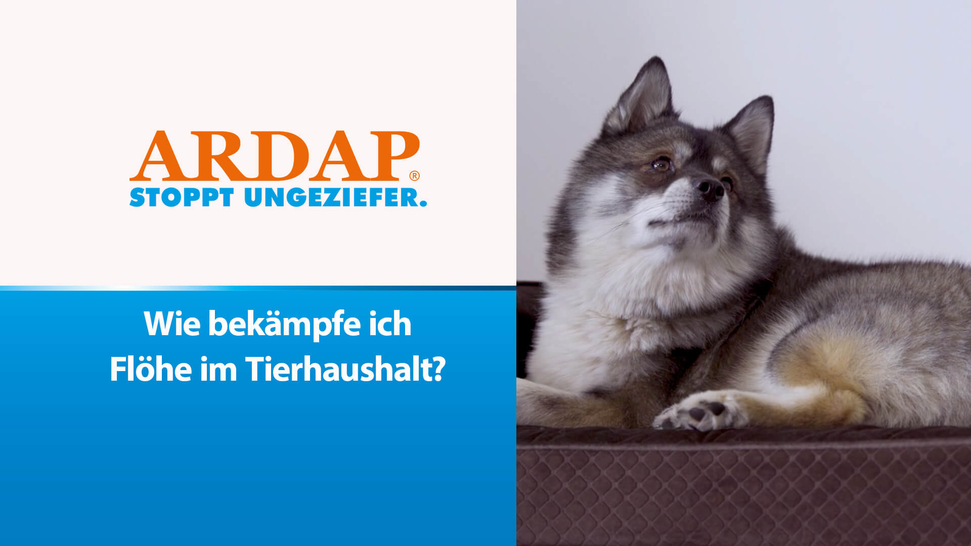 Hund sitzt auch Sofa - Wie bekämpfe ich Flöhe im Tierhaushalt?