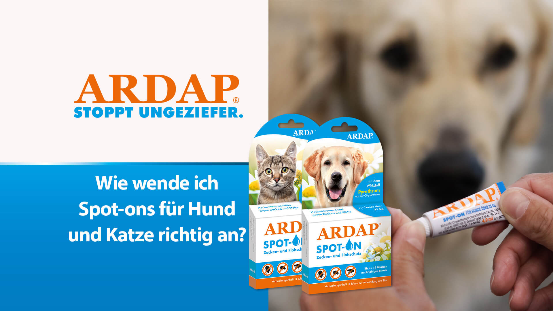 Spot-on für Hunde und Katzen - Wie wende ich Spot-ons für Hund und Katze richtig an?