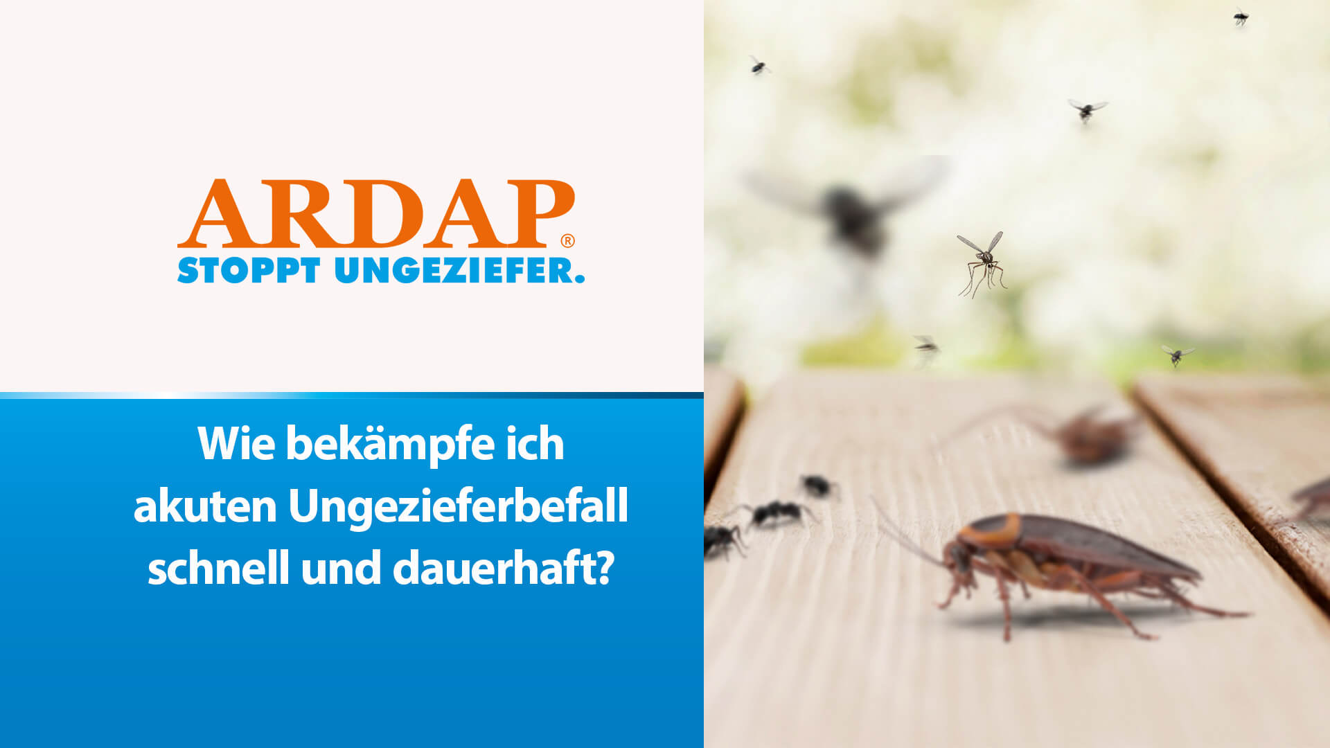 Wie bekämpfe ich akuten Ungezieferbefall schnell und dauerhaft?
