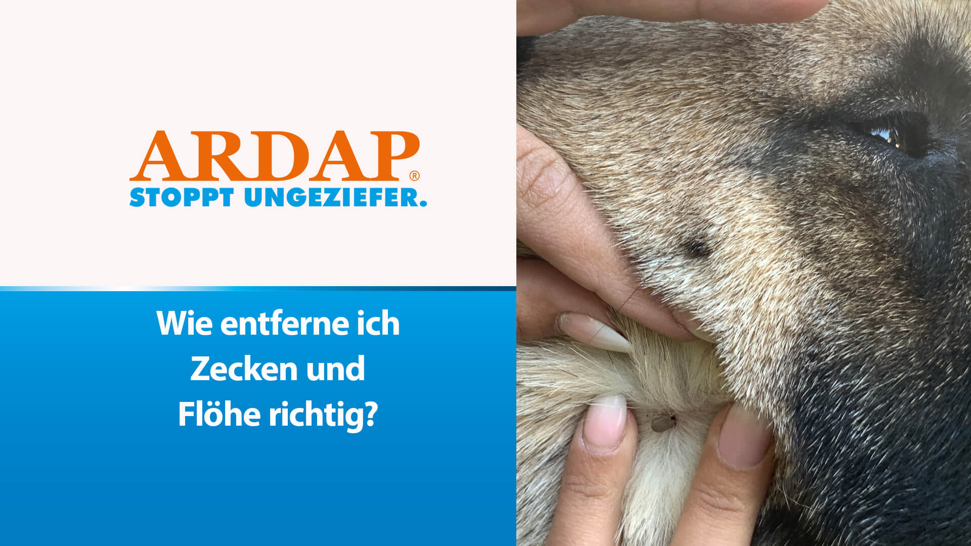 Zecke im Hundefell - Wie entferne ich Zecken und Flöhe richtig?