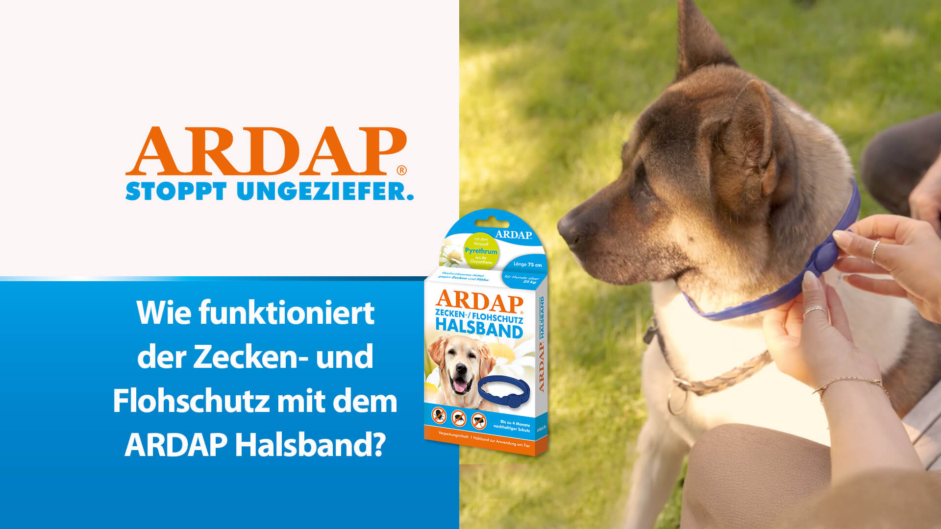 Hund mit Zecken- und Flohschutz Halsband - Wie funktioniert der Zecken- und Flohschutz mit dem ARDAP Halsband?