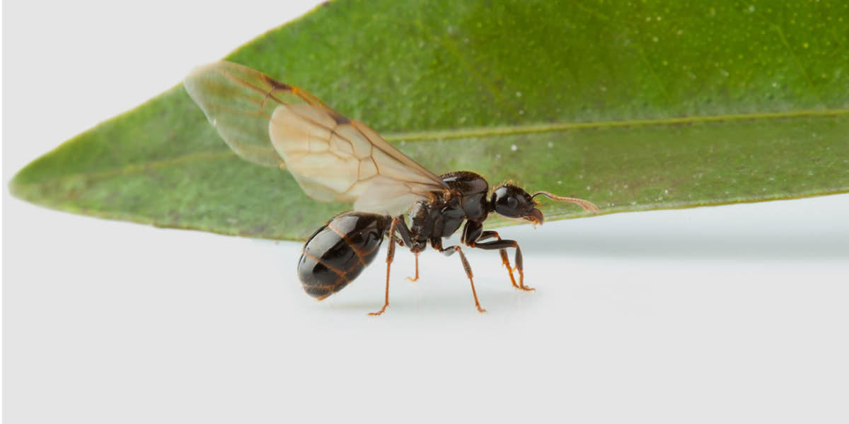 fliegende Ameise Nahaufnahme