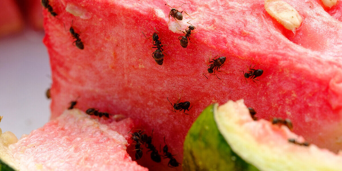 Ameisen wandern über Melone