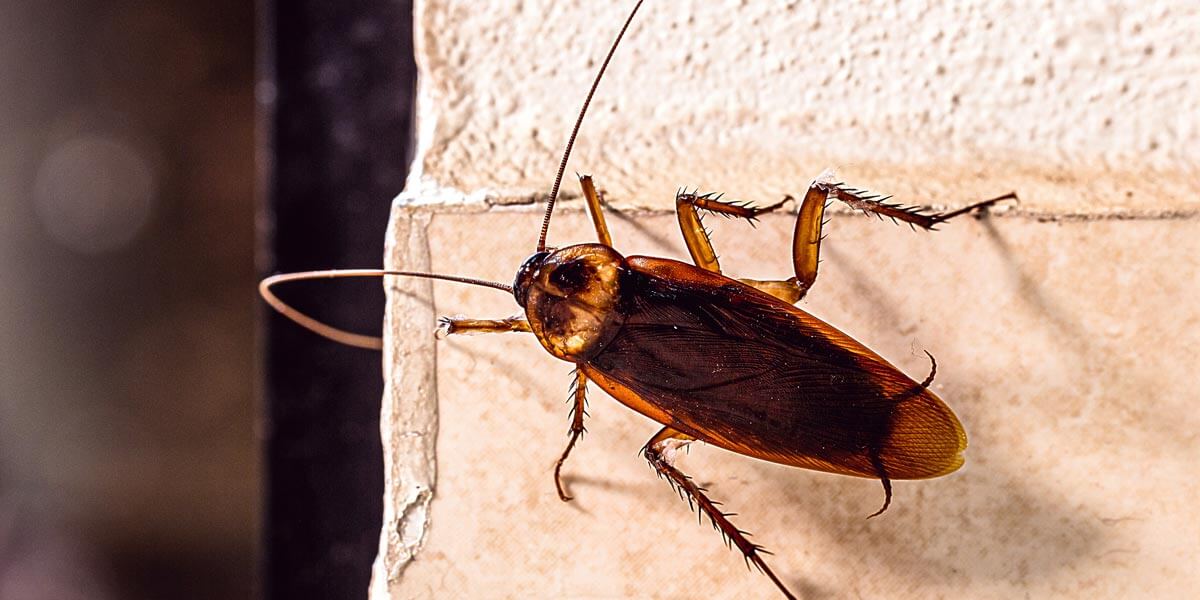 Amerikanische Schabe im Überblick