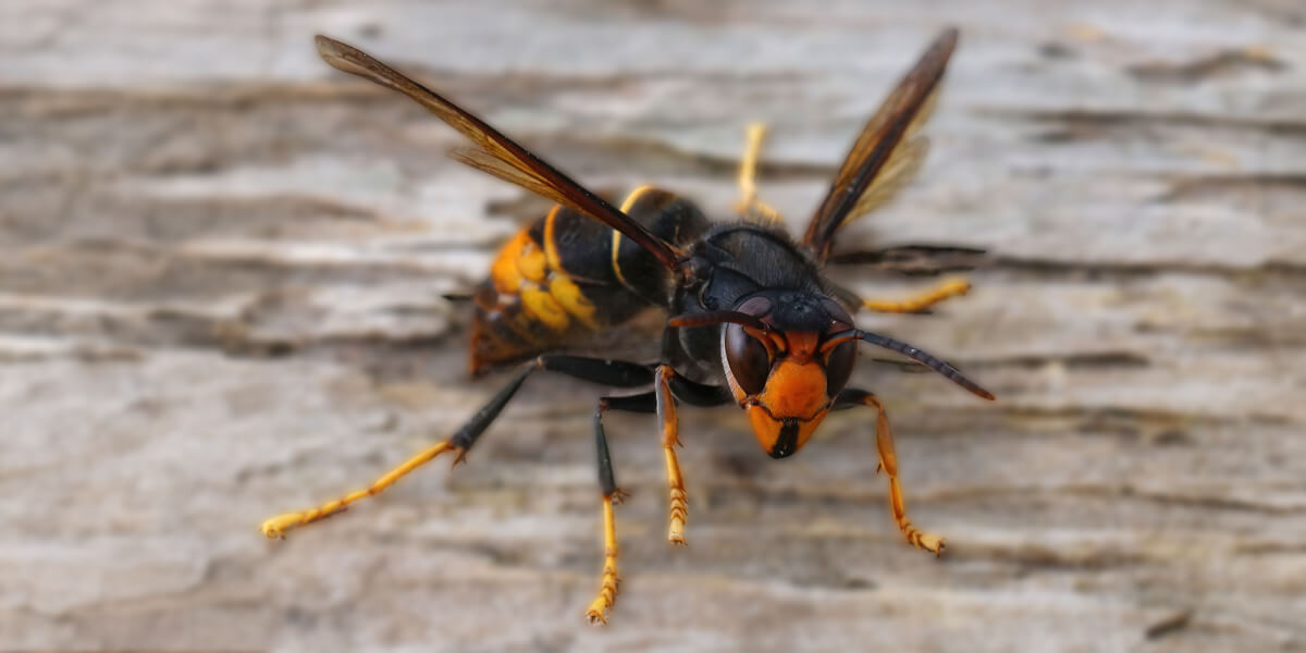 Asiatische Hornisse Nahaufnahme