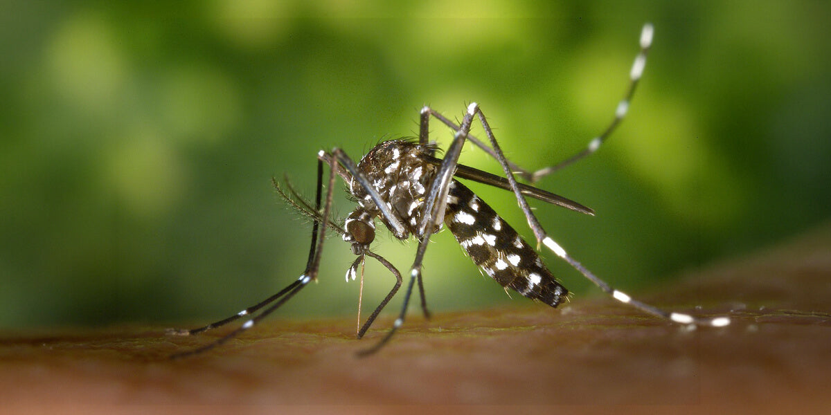 Asiatische Tigermücke Nahaufnahme