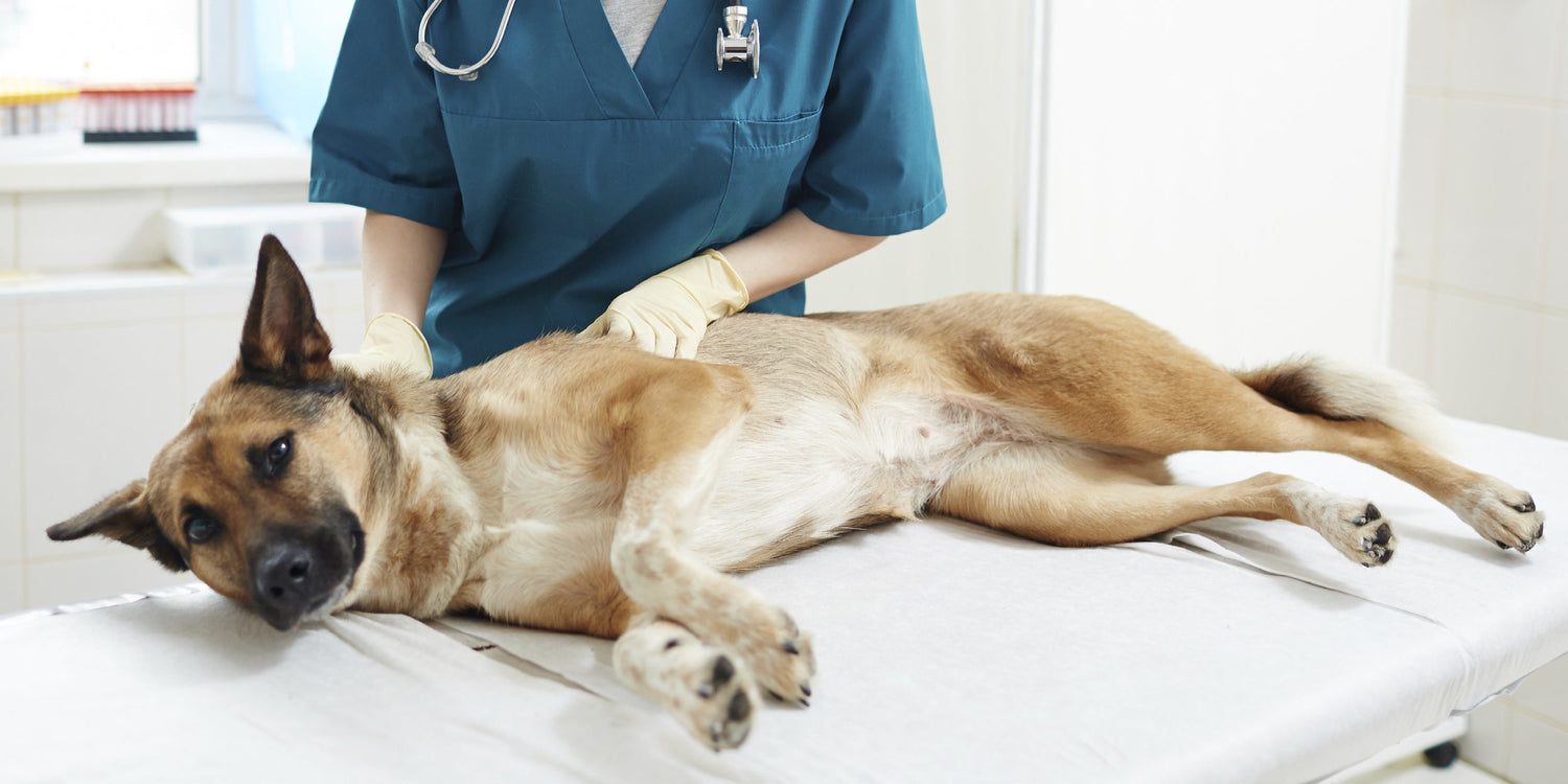 Borreliose beim Hund 