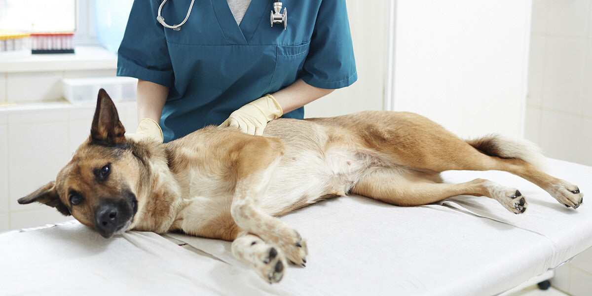 Borreliose beim Hund 