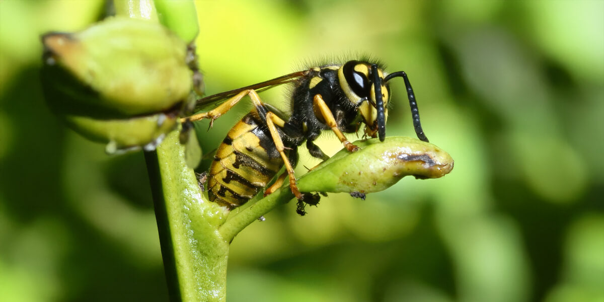 Deutsche Wespe auf einer Blüte