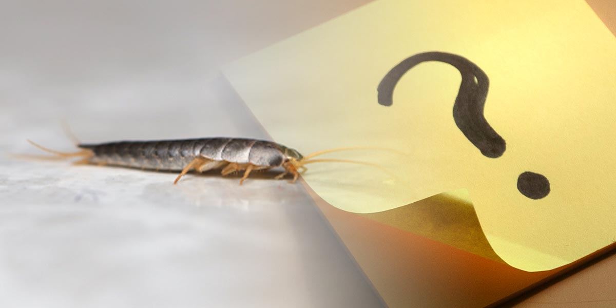 Ein Zettel mit einem Fragezeichen und ein Silberfischen krabbelt drüber