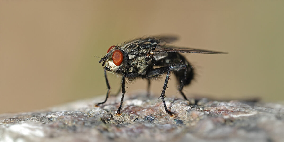 Fleischfliege