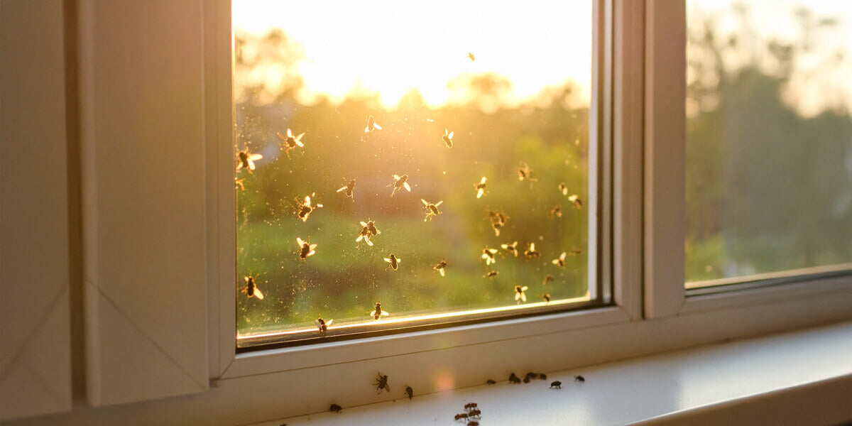 Fliegen am Fenster