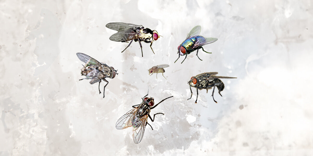 Fliegenarten in Deutschland im Überblick