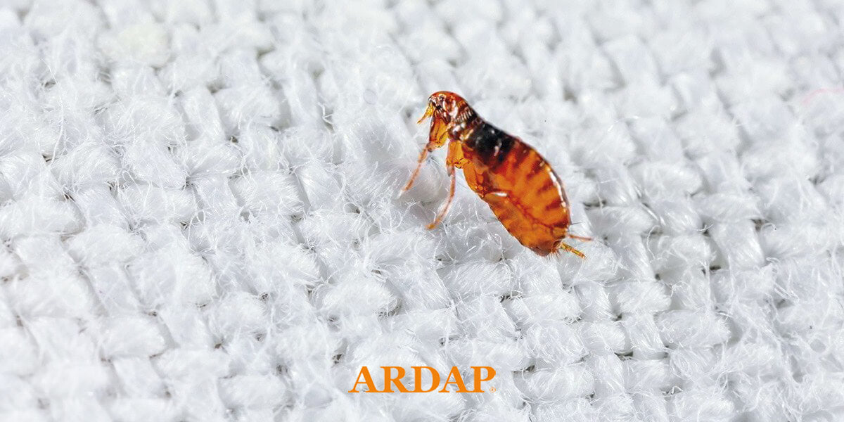 Flöhe in der Wohnung: 3 Tipps für Sofortmaßnahmen und langfristige Beseitigung im Zuhause