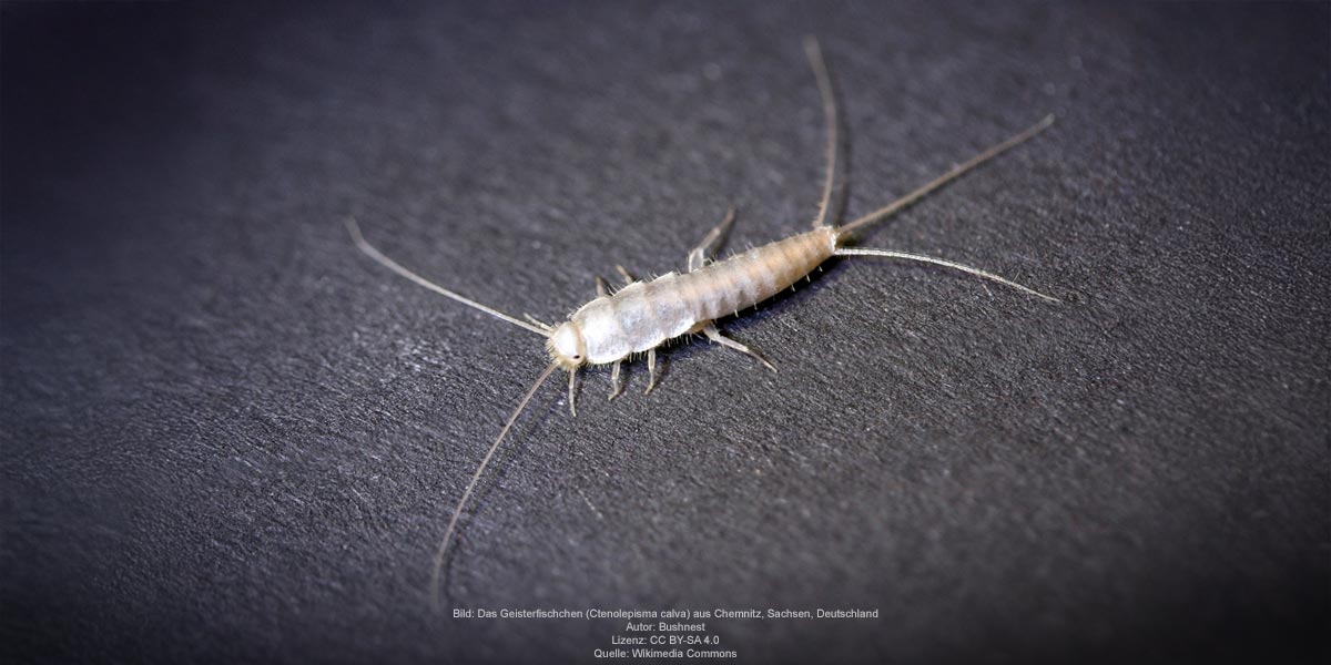 Geisterfischchen, Quelle: Bild: Das Geisterfischchen (Ctenolepisma calva) aus Chemnitz, Sachsen, Deutschland. Autor: Bushnest Lizenz: CC BY-SA 4.0 Quelle: Wikimedia Commons