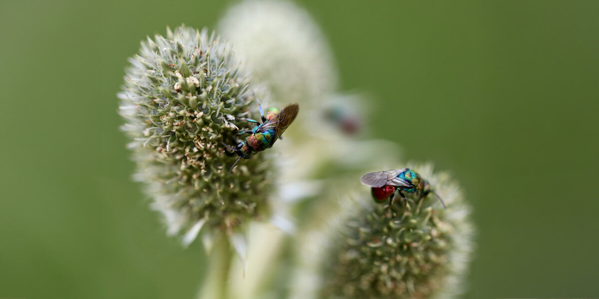 Goldwespe sitzt auf Blüte