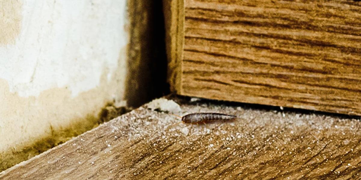 Silberfisch in Ecke mit Staub