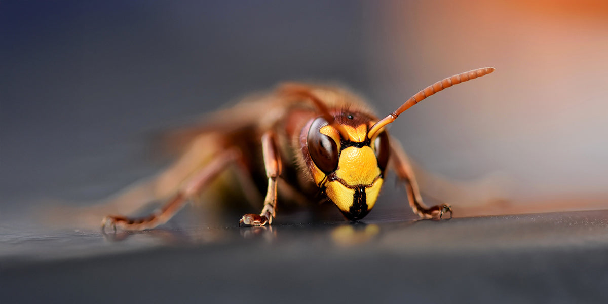 Hornisse Nahaufnahme 