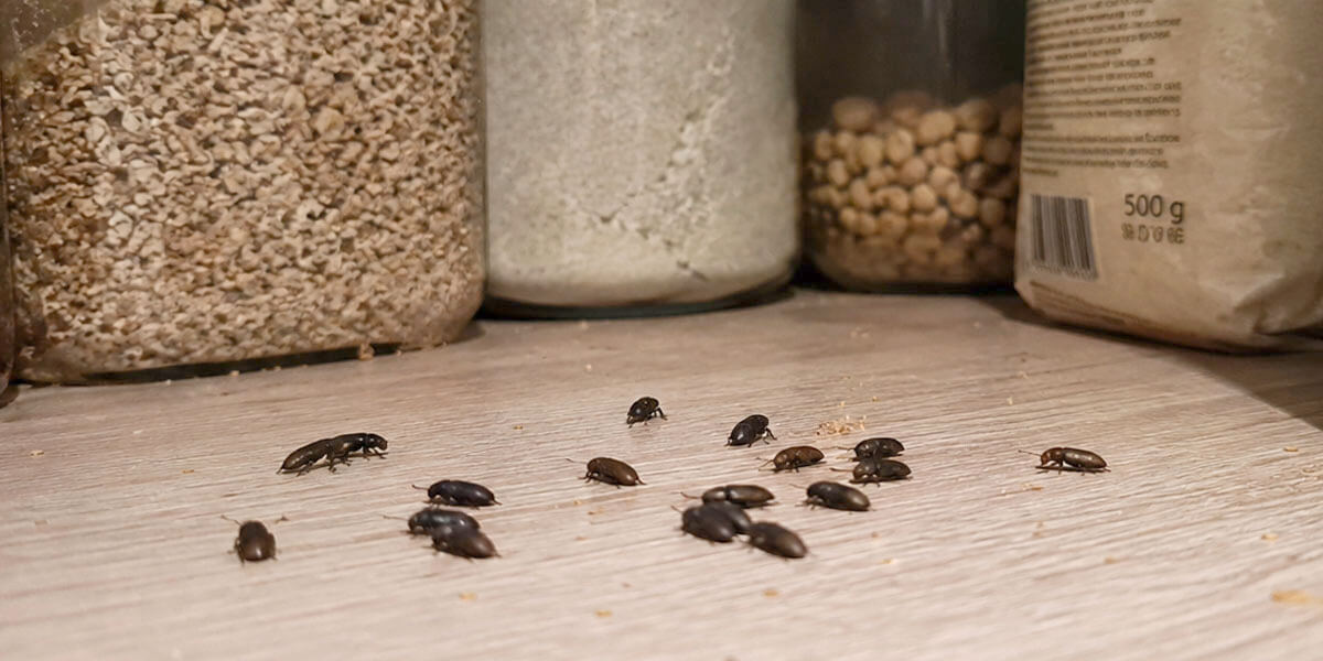 Viele Käfer in Vorratskammer