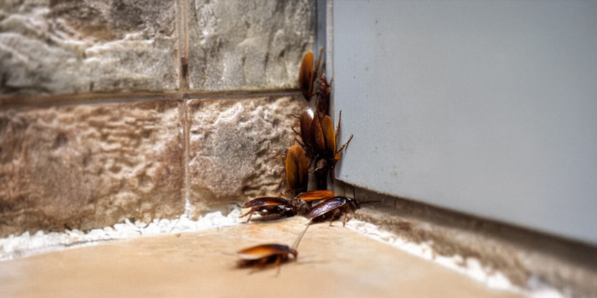 Viele Kakerlaken in einer Ecke an der Wand 