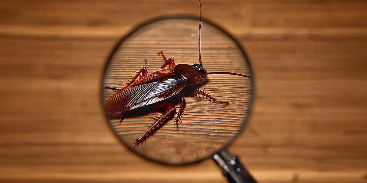 Eine Lupe zeigt auf Kakerlake auf einem Holzboden