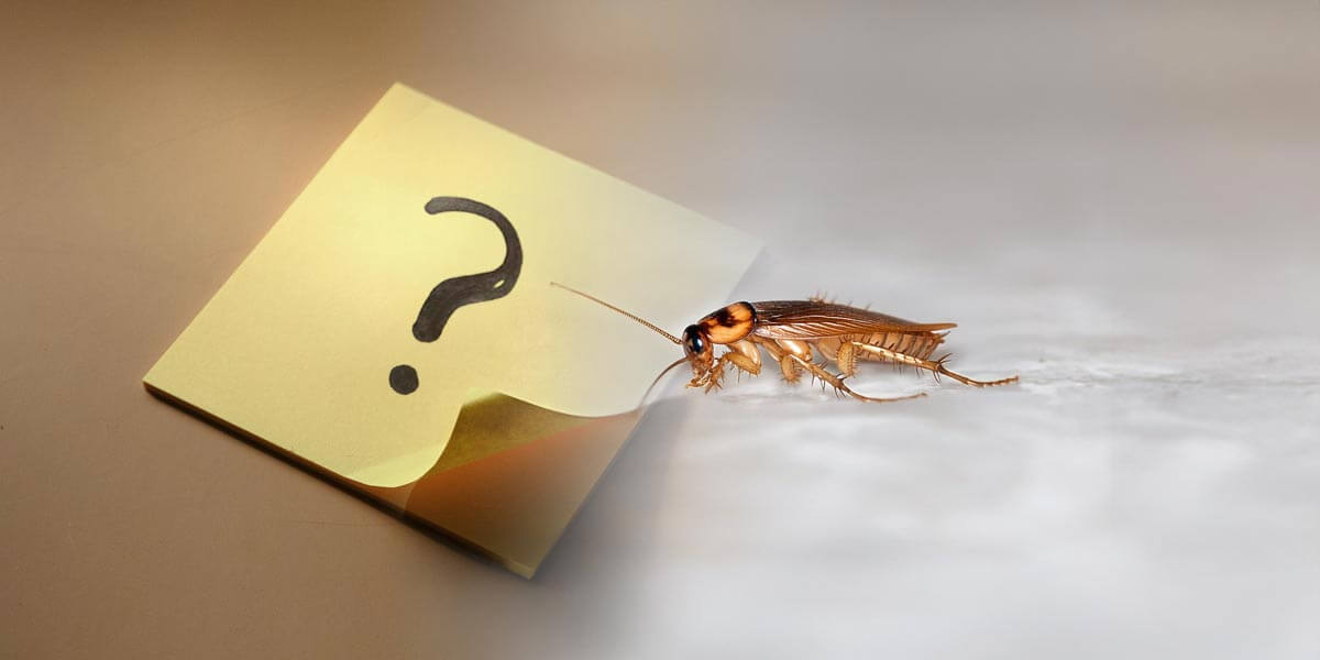 Ein gelber Zettel mit einem Fragezeichen und eine Schabe krabbelt auf dem Boden