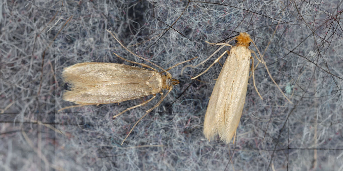 Kleidermotten auf Filz