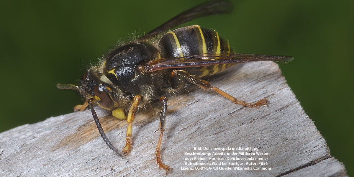 Mittlere Wespe, Bild: Dolichovespula media-pjt1.jpg, Lizenz: CC-BY-SA-4.0, Quelle: Wikimedia Commons, Aufnahmeort: Wald bei Stuttgart Autor: Pjt56 