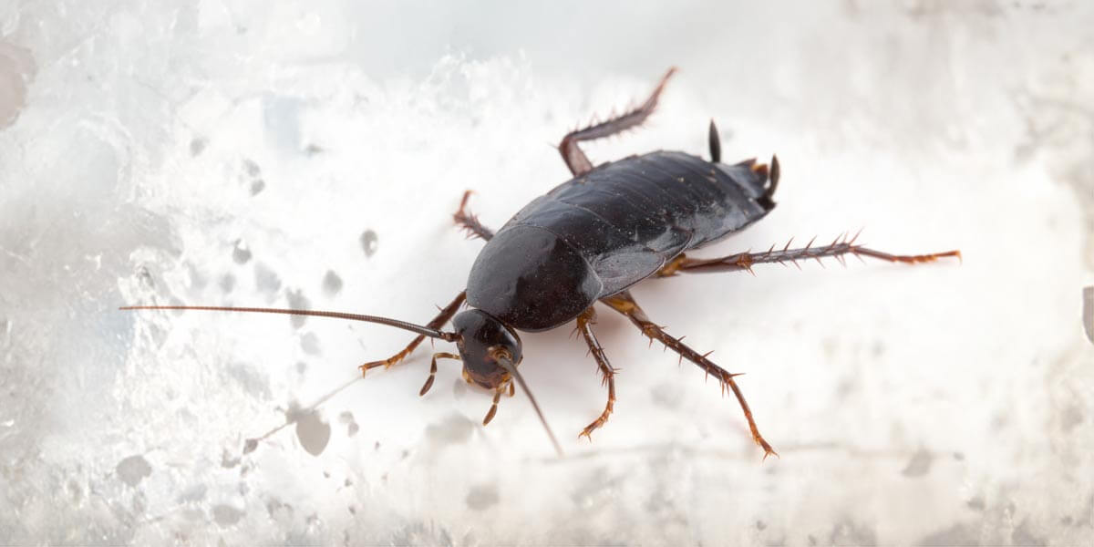 Orientalische Schabe