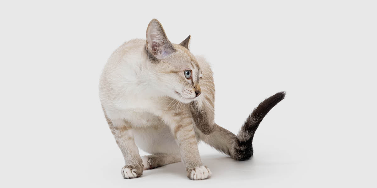 Parasiten bei der Katze