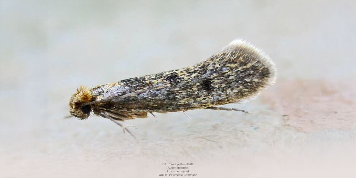 Pelzmotten, Bild: Tinea pellionella02, Autor: entomart, Lizenz: entomart, Quelle: Wikimedia Commons