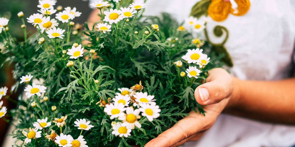 Frau hält Pyrethrum Pflanze in der Hand
