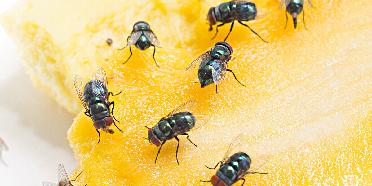 Schmeißfliegen sitzen auf Frucht