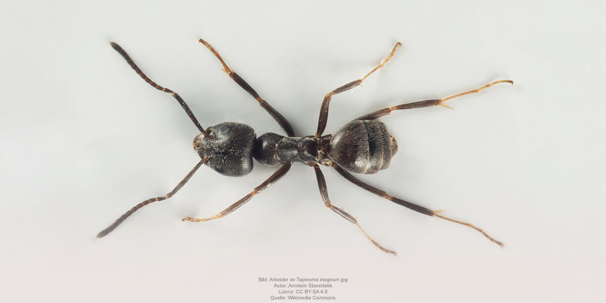 Tapinoma Magnum: Bild: Arbeider av Tapinoma magnum.jog, Autor: Arnstein Staverlokk, Lizenz: CC BY-SA 4.0, Quelle: Wikimedia Commons