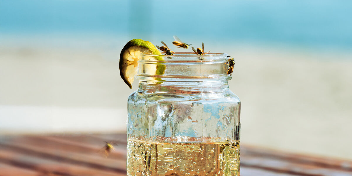 Wespen an Limonadenglas