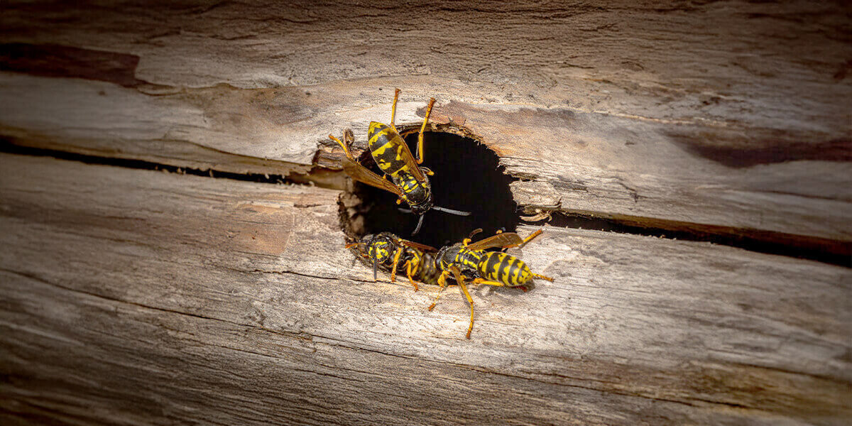 Wespen Einflugloch schließen