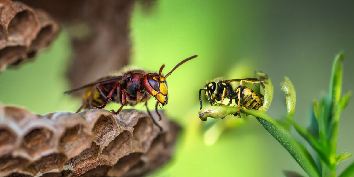 Unterschied Wespe und Hornisse